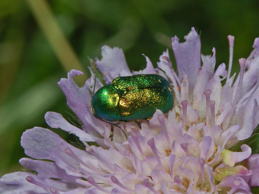 Cryptocephalus sericeus